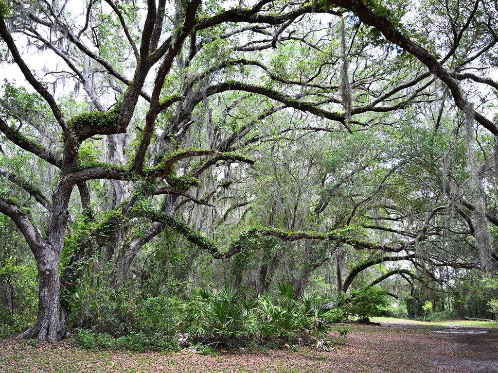 Wooded Florida nature trail surrounded by mature oak trees at Crews Lake Park